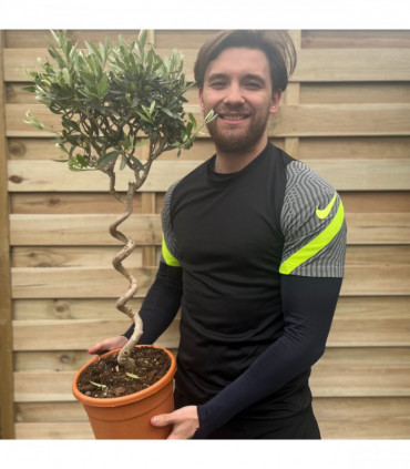 Corkscrew Stem Olive Tree | Hardy Evergreen Potted Tree | 80-90cm