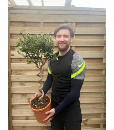 Corkscrew Stem Olive Tree | Hardy Evergreen Potted Tree | 80-90cm