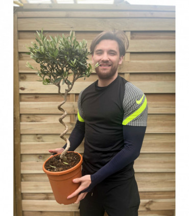 Corkscrew Stem Olive Tree | Hardy Evergreen Potted Tree | 80-90cm