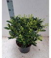 Skimmia japonica 'Finchy' 10.5cm / 2L / 5L