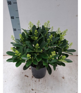 Skimmia japonica 'Finchy' 10.5cm / 2L / 5L