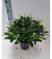 Skimmia japonica 'Finchy' 10.5cm / 2L / 5L