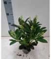 Skimmia japonica 'Finchy' 10.5cm / 2L / 5L