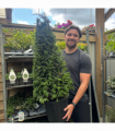 Yew Cone - Taxus Baccata Cone 5L / 7.5L / 10L