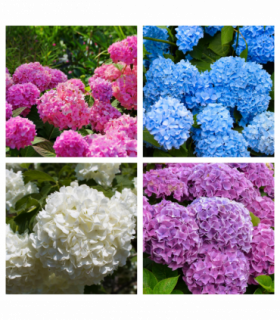 Hydrangea  | Surprise Colour