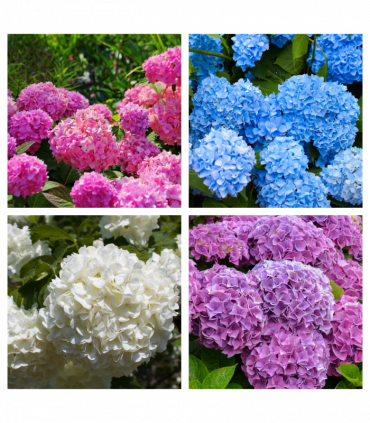 Hydrangea  | Surprise Colour