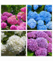 Hydrangea  | Surprise Colour