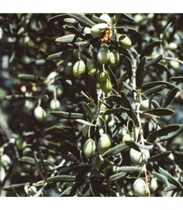 Olive Tree 35L 1.7-1.8m (Multibuy Offers Available)