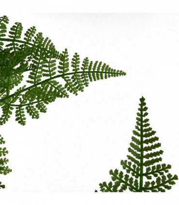 Artificial Natural Moss Base Fern