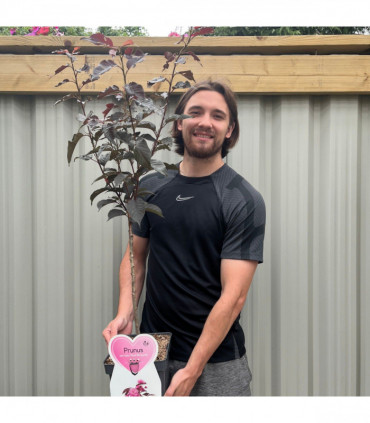 Ornamental Flowering Cherry Blossom Tree Dwarf - Prunus serrulata 'Royal Burgundy' 1m