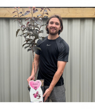 Ornamental Flowering Cherry Blossom Tree Dwarf - Prunus serrulata 'Royal Burgundy' 1m