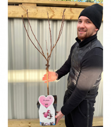 Ornamental Flowering Cherry Blossom Tree Dwarf - Prunus serrulata 'Royal Burgundy' 1m