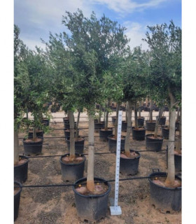Olive Tree 40L 200-220cm (Multibuy Offers Available)