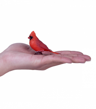 Red Cardinal