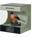 European Bullfinch