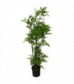 150cm Artificial Natural Moss Base Fern Foliage Plant