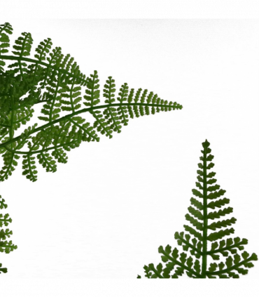 150cm Artificial Natural Moss Base Fern Foliage Plant