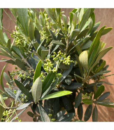 Olive Tree | Hardy Evergreen Potted Tree | 50-60cm (Multibuy Offers Available)