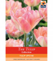 Tulip 'Upstar' (5 Bulbs)