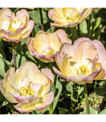 Tulip 'Upstar' (5 Bulbs)
