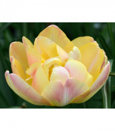 Tulip 'Upstar' (5 Bulbs)
