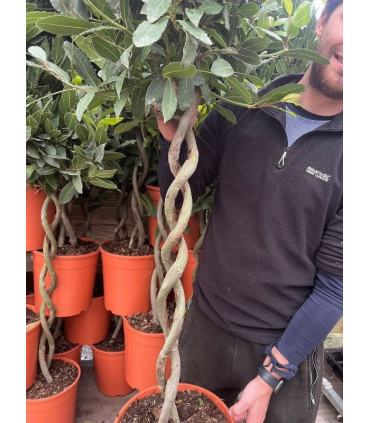 5ft Double Spiral Stem Standard Bay Tree | Laurus nobilis | 130-150cm