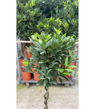 5ft Double Spiral Stem Standard Bay Tree | Laurus nobilis | 130-150cm