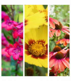 Flaming Sunset (3 x 9cm Pots)