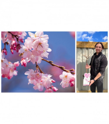 Ornamental Flowering Cherry Blossom Tree Dwarf - Incisa 'Cunera' 100-120cm