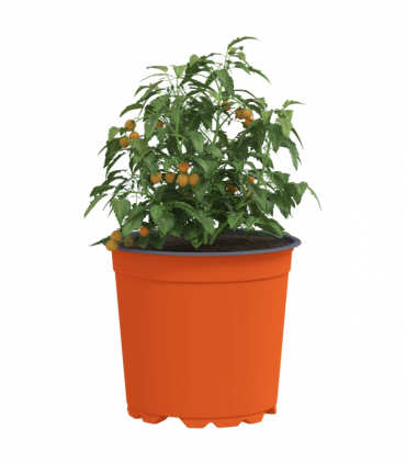 vidaXL Flower Pot 50 pcs Ceramic Ø 15 x 12.5 cm Plastic