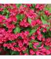 3 x Mixed Weigela 9cm