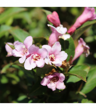 3 x Mixed Weigela 9cm