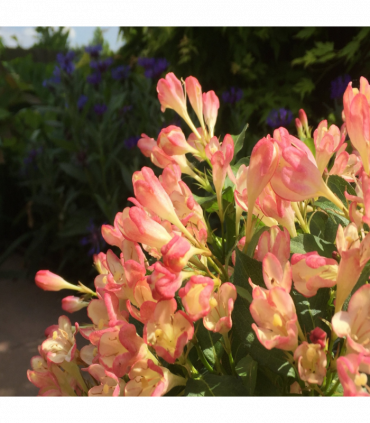 3 x Mixed Weigela 9cm