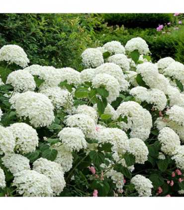 Hydrangea arborescens 'Incrediball' / 'Strong Annabelle' 3L / 5L / 10L