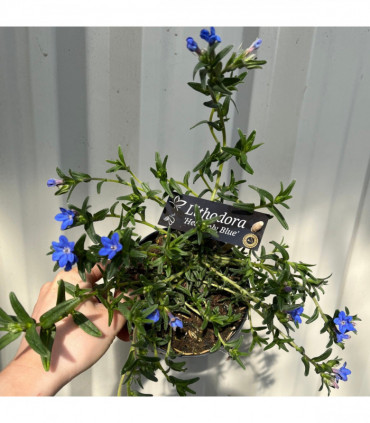 Lithodora 'Heavenly Blue'