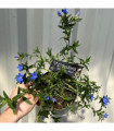Lithodora 'Heavenly Blue'