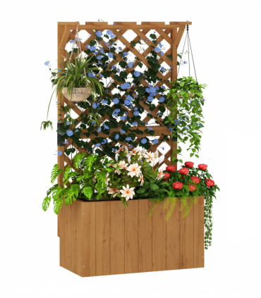 Papaver orientale  'Royal Wedding' | Oriental Poppy 9cm/2L