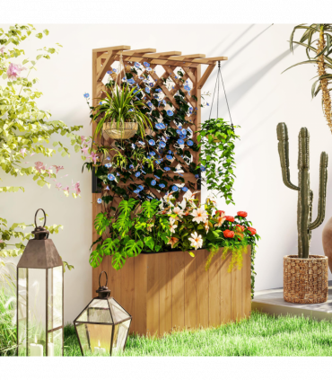 Papaver orientale  'Royal Wedding' | Oriental Poppy 9cm/2L