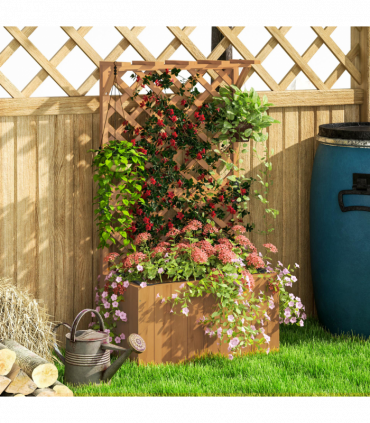 Papaver orientale  'Royal Wedding' | Oriental Poppy 9cm/2L