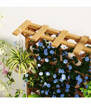 Papaver orientale  'Royal Wedding' | Oriental Poppy 9cm/2L