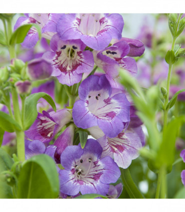 Penstemon 'Sour Grapes' 9cm