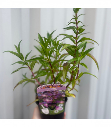 Penstemon 'Sour Grapes' 9cm