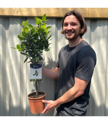 Standard Bay Tree | Laurus nobilis (Multibuy Offers Available) (2 for £47.50)