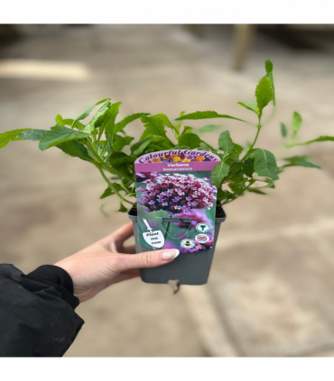 Verbena bonariensis 9cm