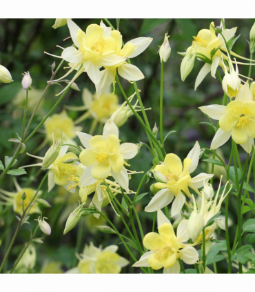 Aquilegia 'Spring Magic Yellow' 9cm