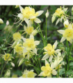 Aquilegia 'Spring Magic Yellow' 9cm