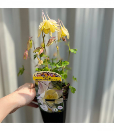 Aquilegia 'Spring Magic Yellow' 9cm