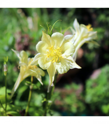 Aquilegia 'Spring Magic Yellow' 9cm