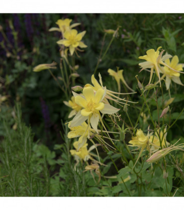 Aquilegia 'Spring Magic Yellow' 9cm
