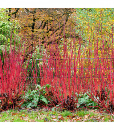 Cornus alba 'Baton Rouge' - Siberian Dogwood 5L 100cm